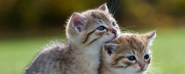 7 Reasons Why Hiring a Virtual Receptionist Makes Logical, Financial Sense